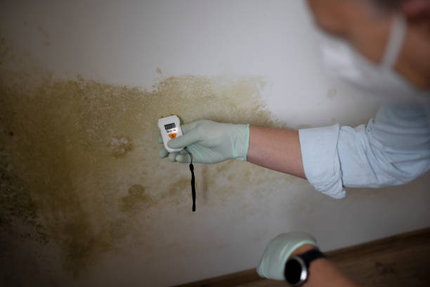 Best Mold Remediation for Specific Building Types in Wanatah, IN